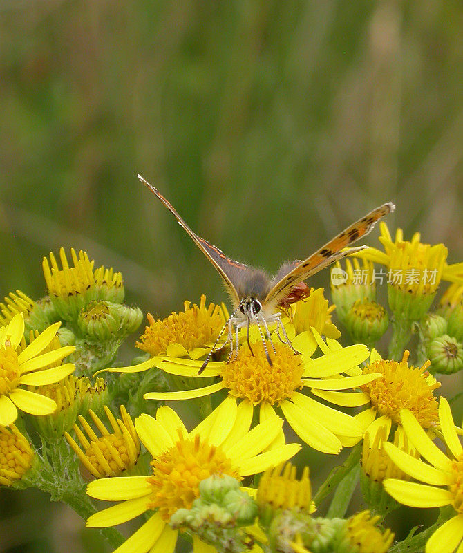 灰铜蝶(Lycaena tityrus)雌性